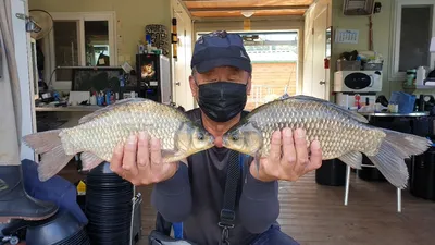 고삼지 미친 붕어손맛 보고합니다