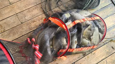 힐링 수곡낚시터 10월 마지막주 주후반 붕어방류 및 조황