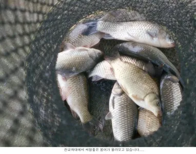 오늘도 풍성한 조과를 드립니다...