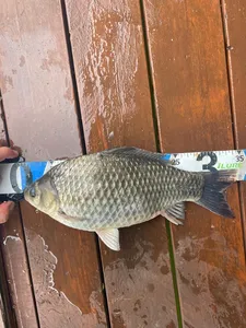 송전지 제일좌대 조황입니다.