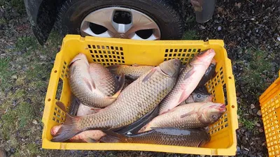 충주시 수안보면 중산길185 중산낚시터 개장