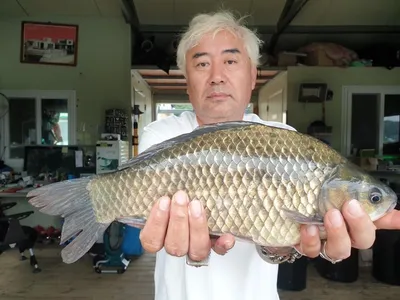 고삼지 상류권 사짜붕어 풍년