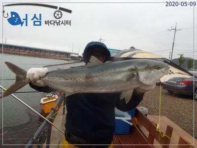 5월9일 어심바다낚시터조황