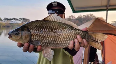 고삼지 사짜붕어 뭐 그런거죠