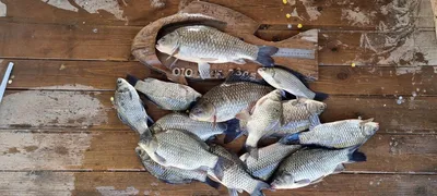 고삼지 상류권 마리수 붕어 가즈아~