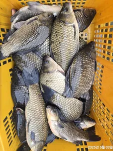 용담대물낚시터 