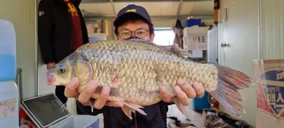 고삼지 46cm붕어 터졌습니다