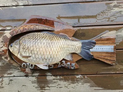 고삼지 상류권 살맛나는 조황에 사짜붕어!!