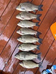 송전낚시터 제일집 4월 넷째 주 조황입니다.