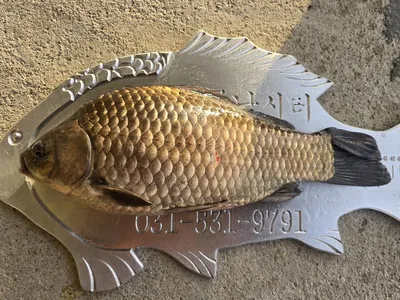 용담대물낚시터 