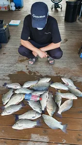 고삼지 붕어만세!! 타작조황!!