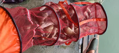 피서 양평낚시터 힐링 수곡낚시터 어제 호조황 포함조과 및 금일 방류 완료