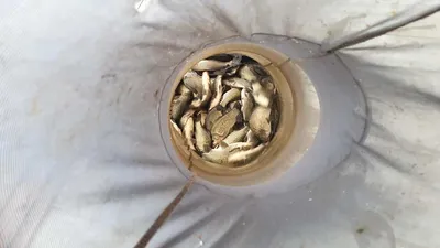 아산 명품 월랑낚시터 9월 두번째 조황이야기입니다...^^