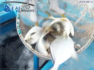 9월17일어심바다낚시터조황 
