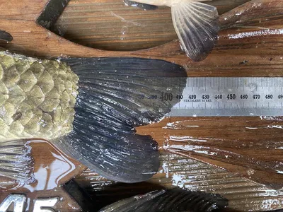 고삼지 양촌좌대 또!! 사짜붕어