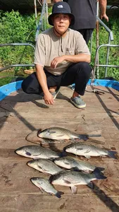 고삼지 상류권 황금빛 사짜조황