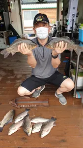 고삼지 계속되는 덩어리 조황입니다.