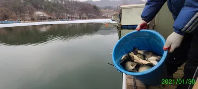 동절기 힐링붕어낚시 수곡낚시터 주후반주말 조황 , 붕어방류