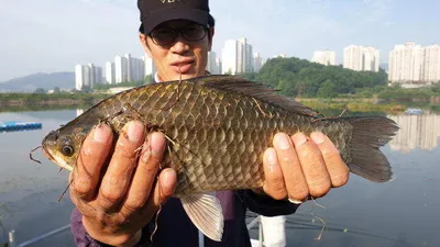 아산 명품 월랑낚시터 6월 첫번째 조황이야기입니다...^^