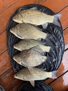 송전지 제일좌대 조황입니다.