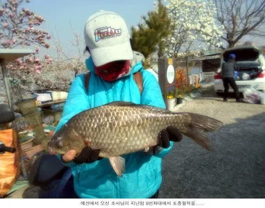붕어잡기 쉬운 신봉지 입니다...