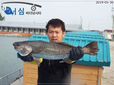 5월30일 어심바다낚시터조황 