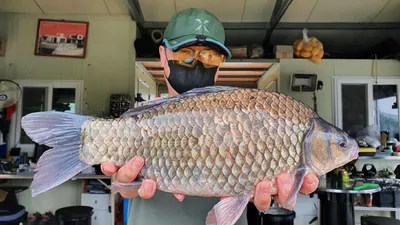 고삼지 연일 때아닌 사짜붕어 조황중!!