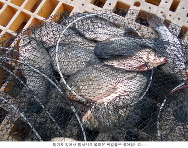 어제보다는 오늘이 좋은 조황입니다....