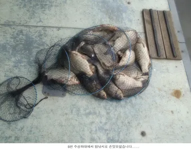 씨알좋은 토종붕어가 시원한 입질을해...