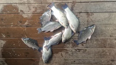 고삼지 가을 맞이중!!