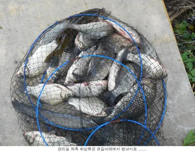 밤낚시를 하셔야 입질....