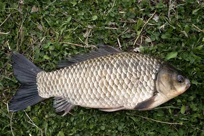 안성 두메낚시터 4월16일 조황안내. 