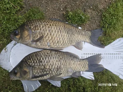 용담대물낚시터 