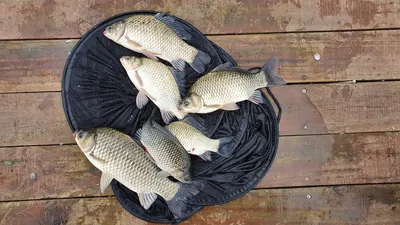 고삼지 양촌좌대 포인트 붕어 풍년!!!