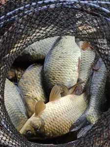 붕어 양평낚시터 힐링수곡낚시터 주후반 조황, 방류소식입니다