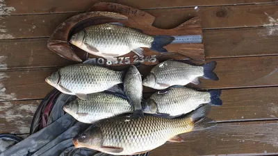 고삼지 최상류 시즌 3번째 사짜붕어!!