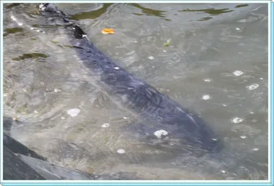 [유일낚시터] 특급대형 철갑상어를 메타급으로 구성했습니다,
