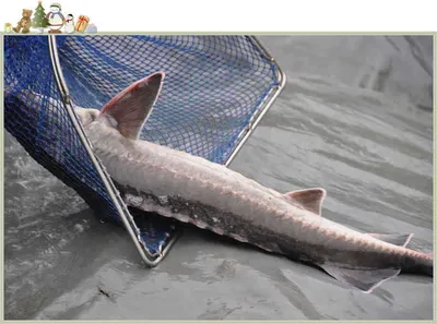 [유일낚시터] 대물 철갑상어방류햇습니다,~~!