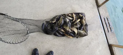 4월넷째주 힐링 수곡낚시터 화,수요일 주중반 조황, 금일 붕어방류