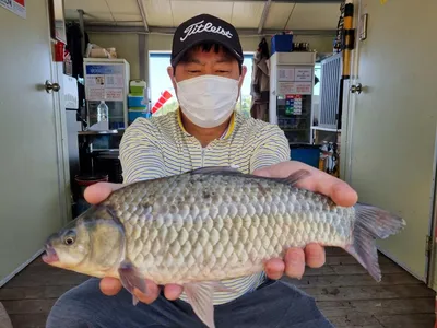 고삼지 마리수붕어 조황입니다.!!