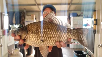 고삼지 상류권 조황입니다.