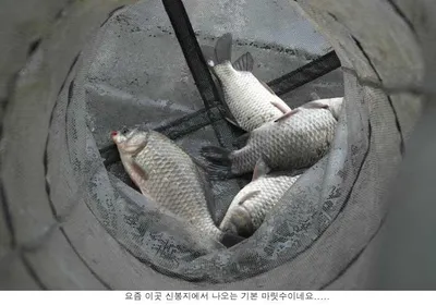신봉지 2월첮 주말조황입니다....