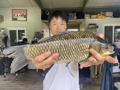 고삼지 연일 이어지는 붕어손맛!!