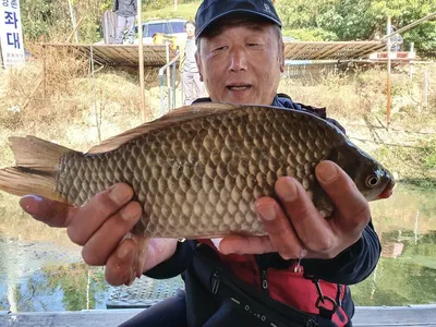 체구가 좋아진 고삼지 붕어조황입니다.