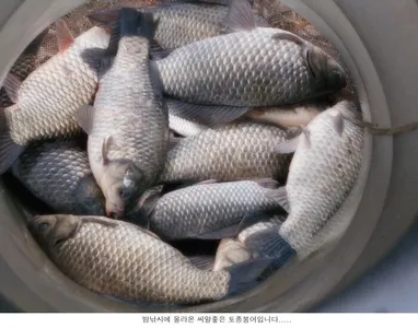 수온이 오르니 붕어가 나옵니다....