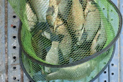 밤낚시로 땡겨보세요