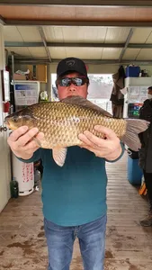 고삼지 상류권 하루 9마리의 사짜붕어!!