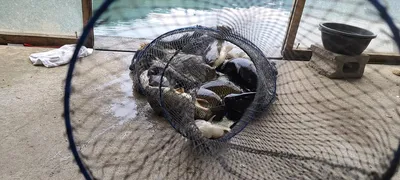 5월 마지막주초 월,화 힐링 수곡낚시터 꾸준한 조황이며 오늘 붕어방류