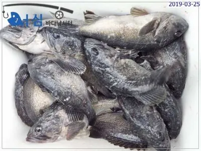 3월25일 어심바다낚시터조황 