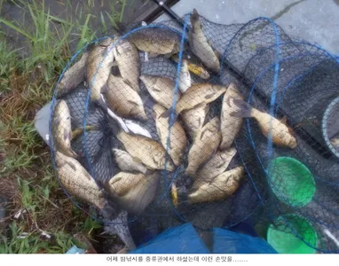 비오는 밤에 올라온 붕어입니다....